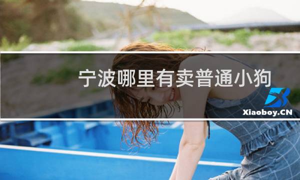 宁波哪里有卖普通小狗