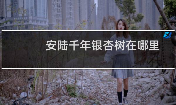 安陆千年银杏树在哪里