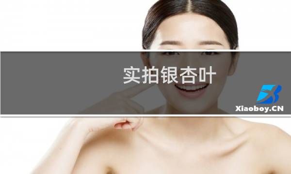实拍银杏叶