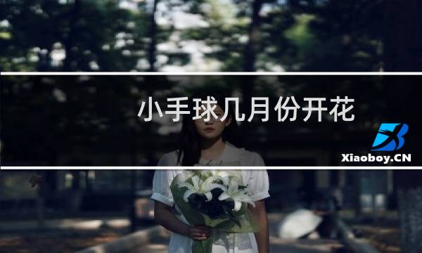 小手球几月份开花