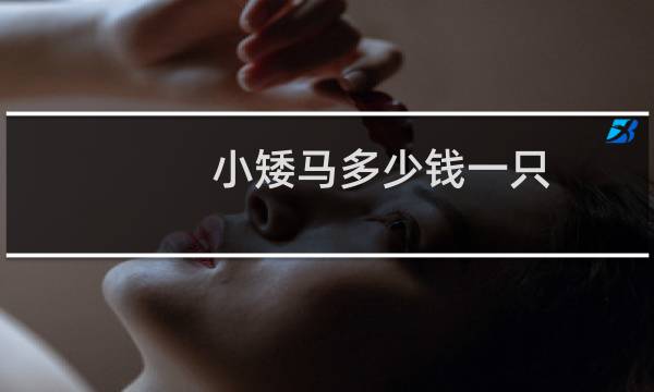 小矮马多少钱一只