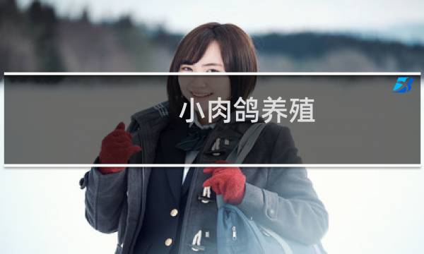 小肉鸽养殖