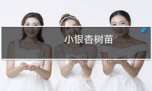小银杏树苗