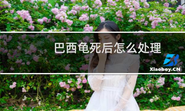 巴西龟死后怎么处理图片
