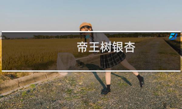 帝王树银杏