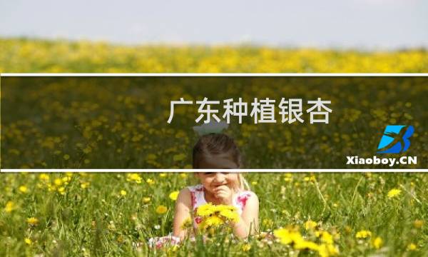 广东种植银杏图片