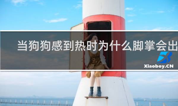 当狗狗感到热时为什么脚掌会出汗