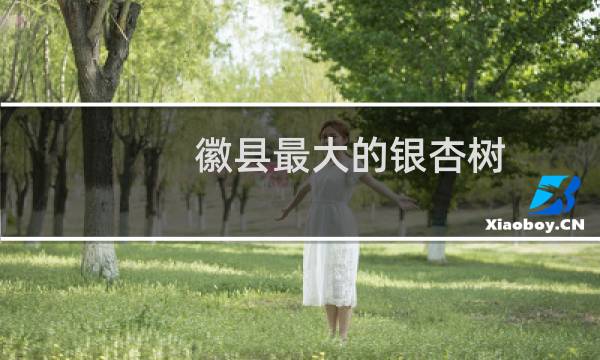 徽县最大的银杏树