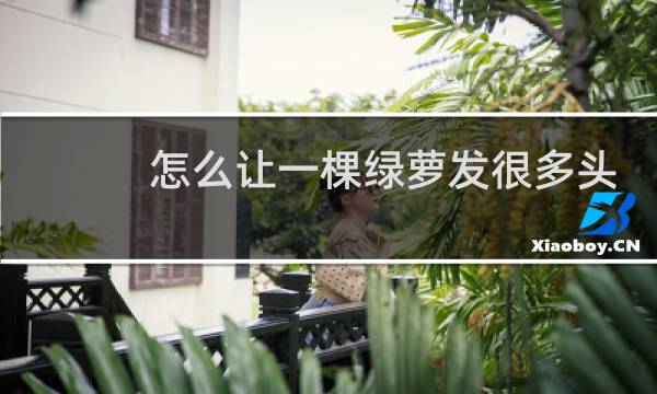 怎么让一棵绿萝发很多头