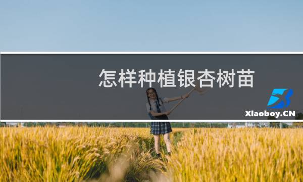 怎样种植银杏树苗