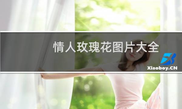 情人玫瑰花图片大全（情人玫瑰）图片