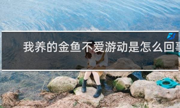 我养的金鱼不爱游动是怎么回事