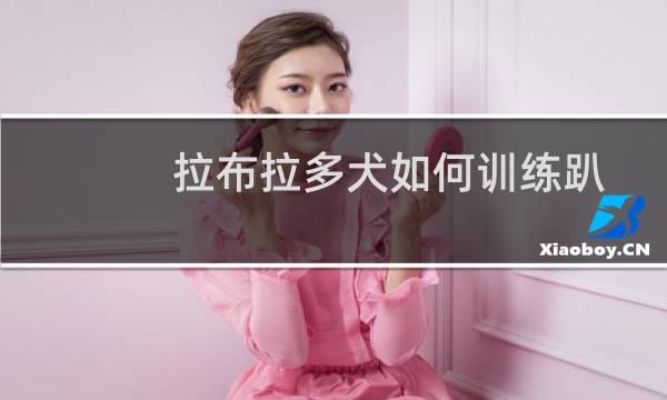 拉布拉多犬如何训练趴下（拉布拉多犬如何训练）