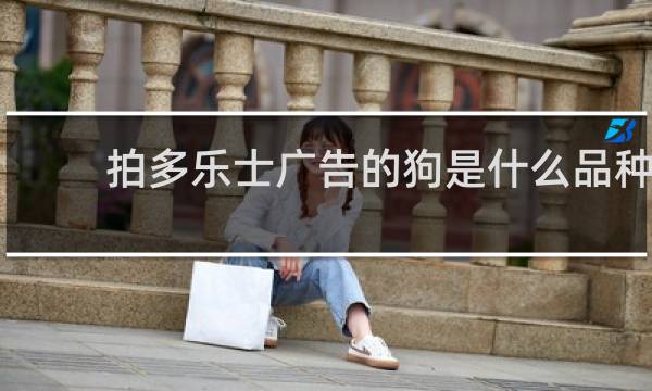 拍多乐士广告的狗是什么品种