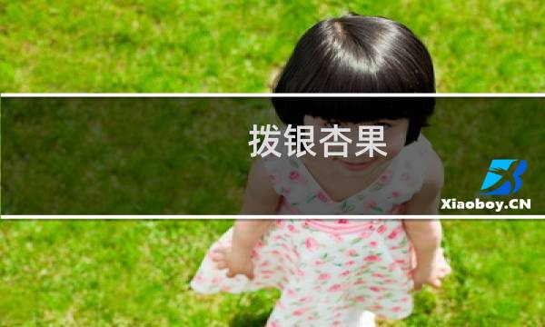 拨银杏果