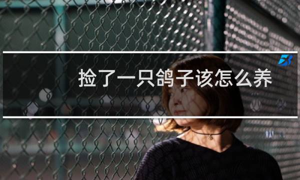 捡了一只鸽子该怎么养