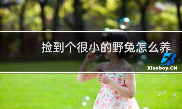 捡到个很小的野兔怎么养