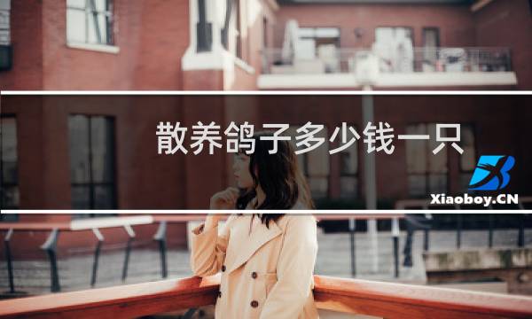 散养鸽子多少钱一只
