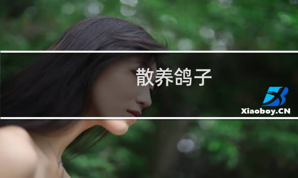 散养鸽子