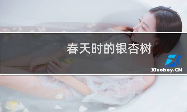 春天时的银杏树
