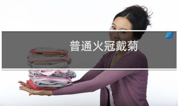 普通火冠戴菊(关于普通火冠戴菊的简介)图片