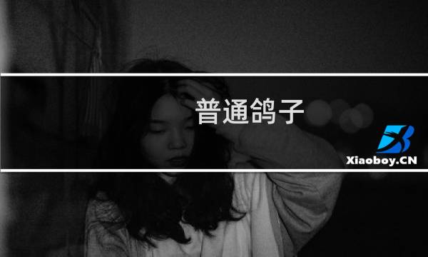 普通鸽子