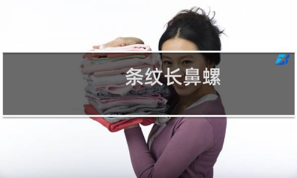 条纹长鼻螺(关于条纹长鼻螺的简介)图片