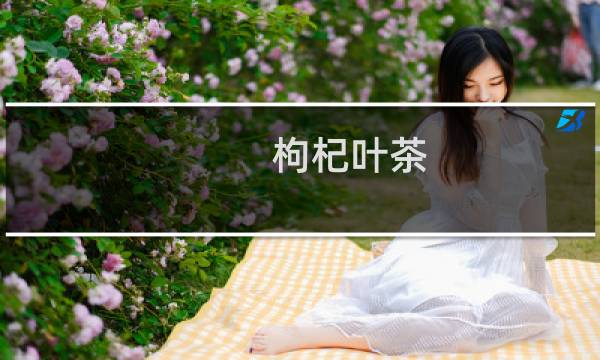 枸杞叶茶(关于枸杞叶茶的简介)