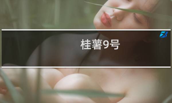 桂薯9号(关于桂薯9号的简介)图片