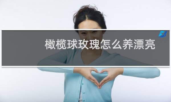 橄榄球玫瑰怎么养漂亮