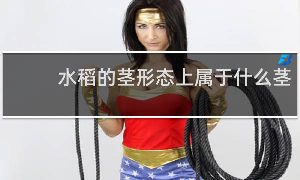 水稻的茎形态上属于什么茎