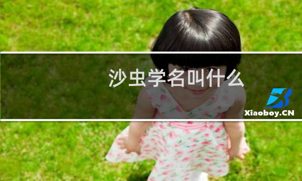 沙虫学名叫什么