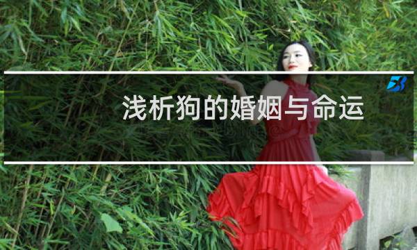 浅析狗的婚姻与命运