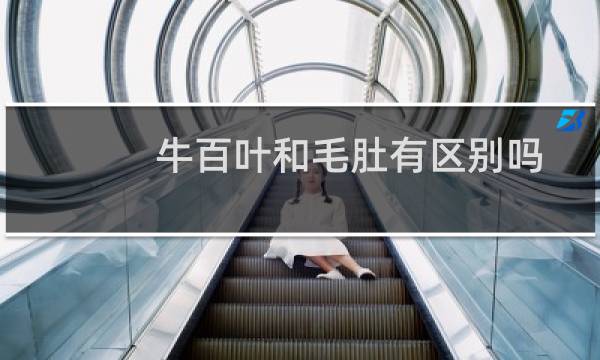 牛百叶和毛肚有区别吗（毛肚和牛百叶什么区别）图片