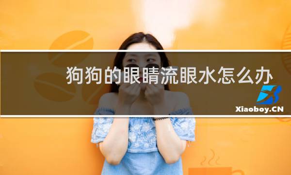狗狗的眼睛流眼水怎么办