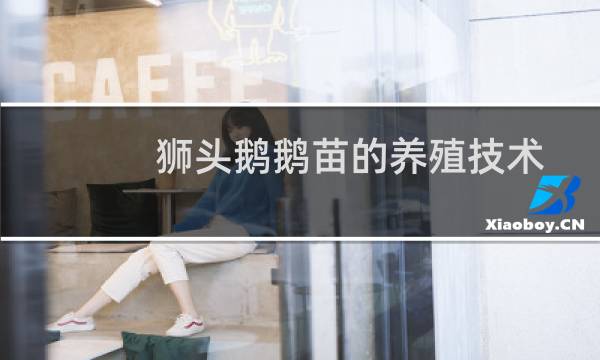 狮头鹅鹅苗的养殖技术图片