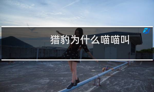 猎豹为什么喵喵叫