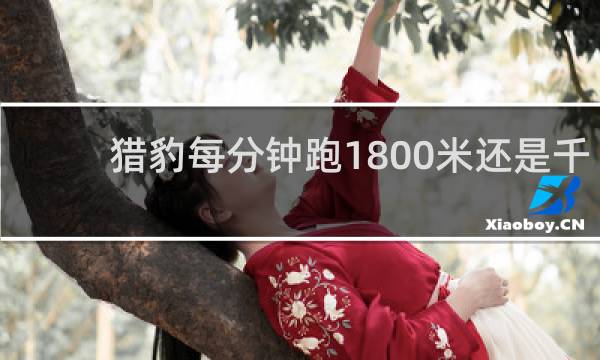 猎豹每分钟跑1800米还是千米