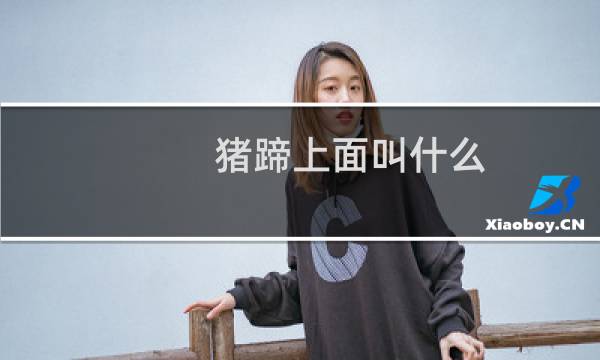 猪蹄上面叫什么