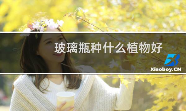 玻璃瓶种什么植物好