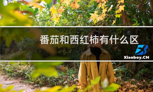 番茄和西红柿有什么区别吗（番茄和西红柿有什么区别）图片