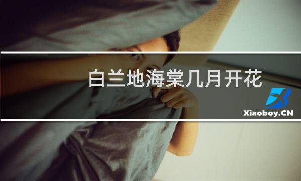 白兰地海棠几月开花