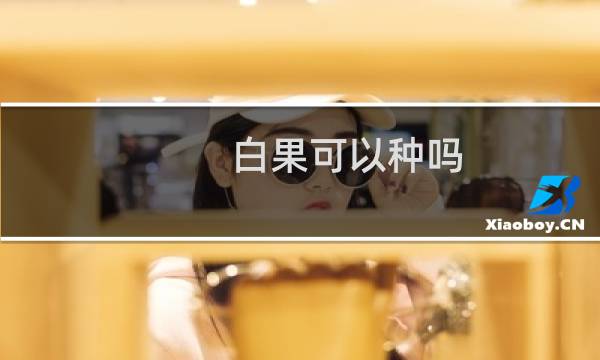白果可以种吗