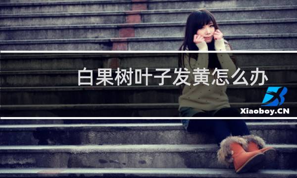白果树叶子发黄怎么办