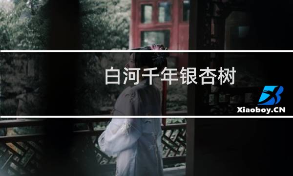 白河千年银杏树