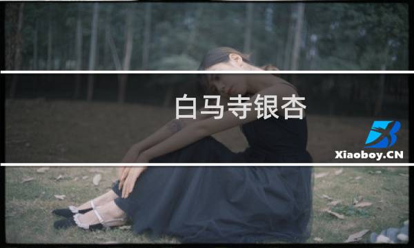 白马寺银杏