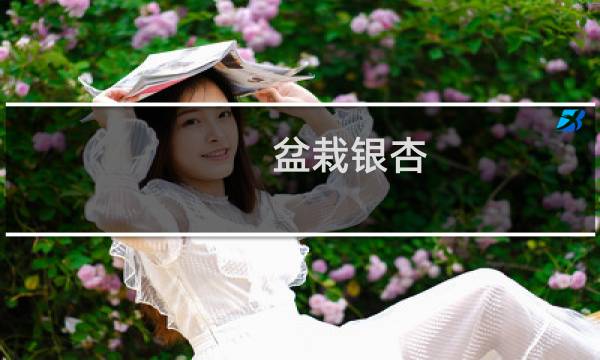 盆栽银杏