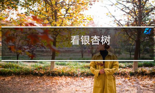 看银杏树