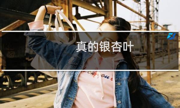 真的银杏叶图片