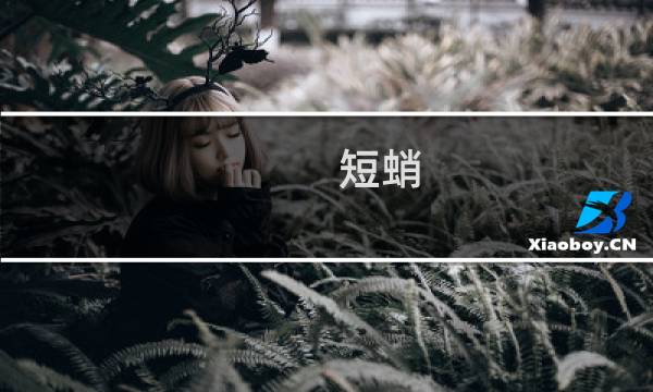 短蛸图片